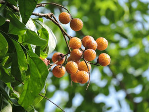 All About Soapnut